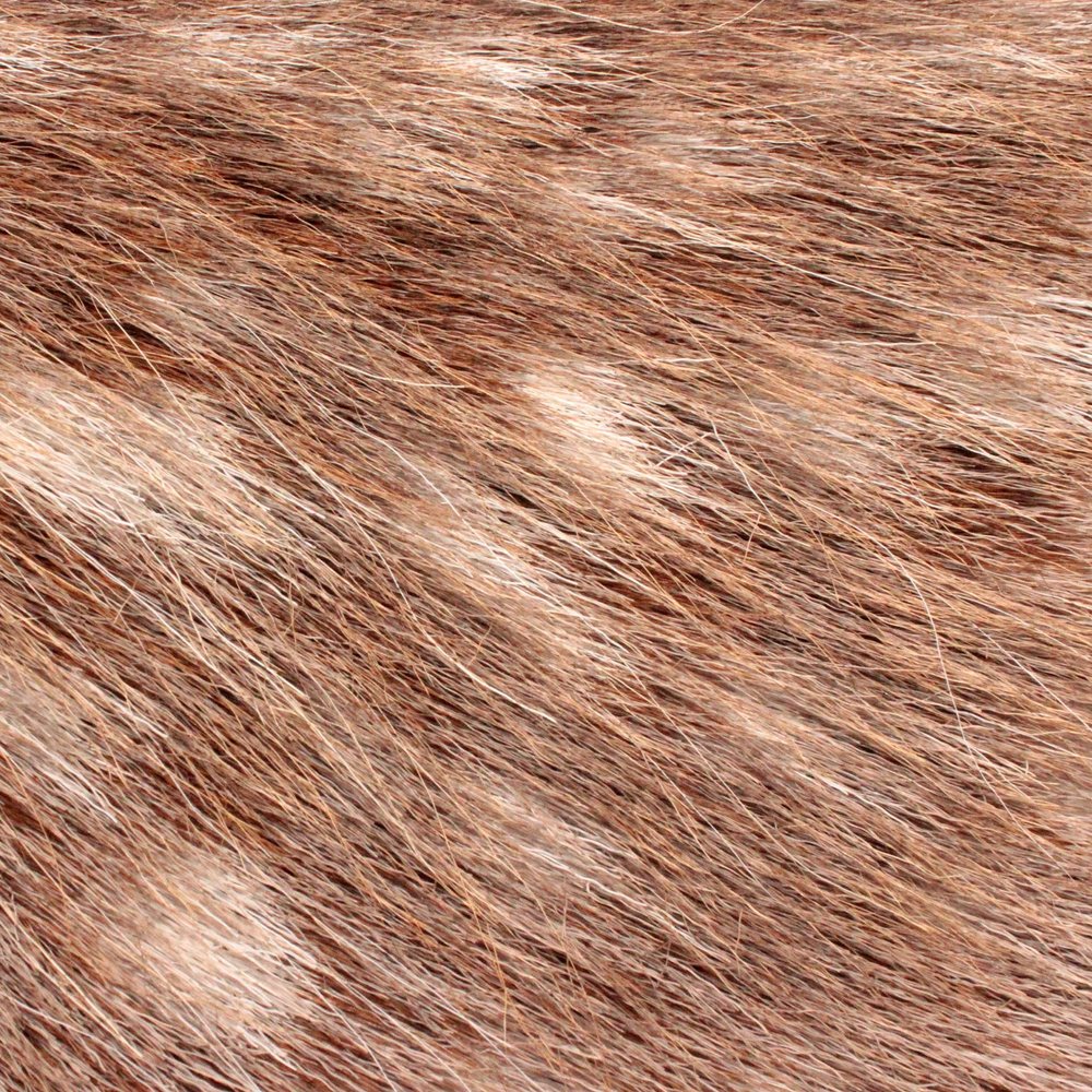 Notas Animales