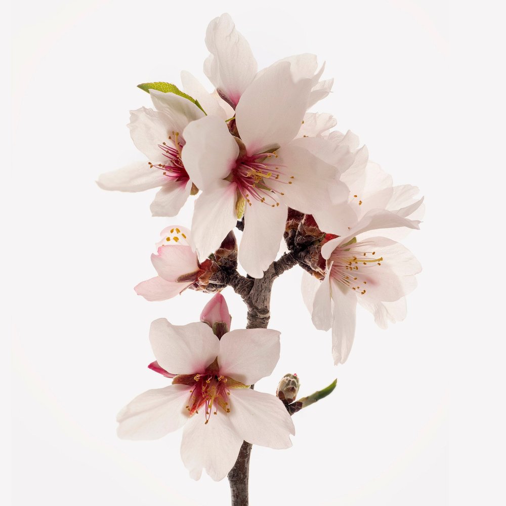 Flor de albaricoque