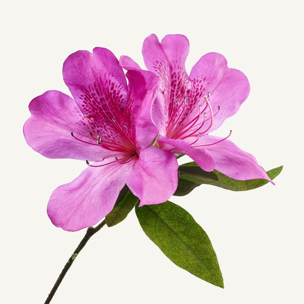 Azalea