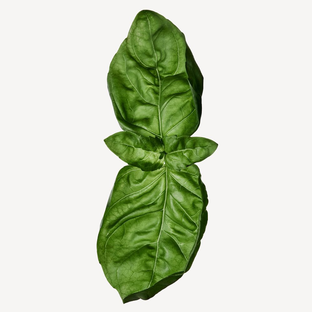 Albahaca (Thai)