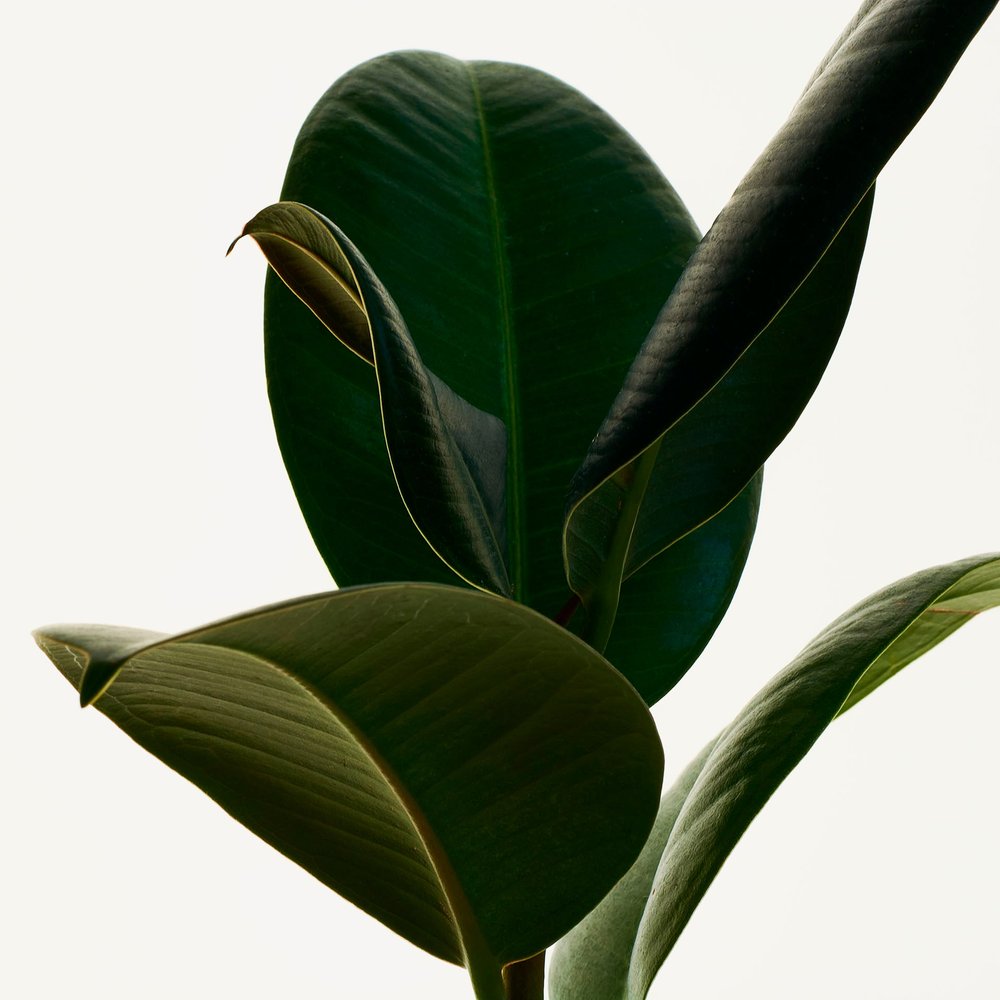 Hojas de Ficus
