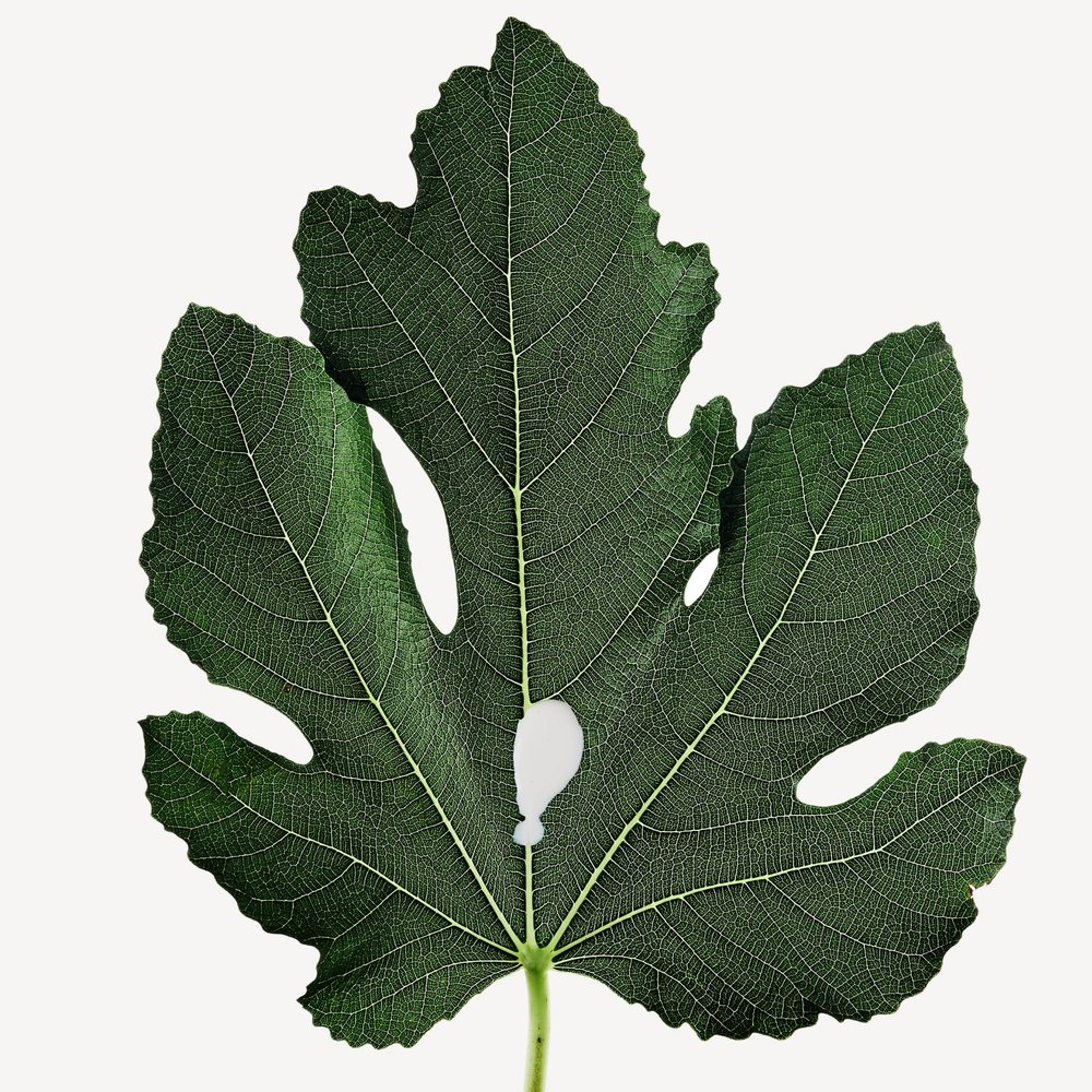 Hoja de higuera