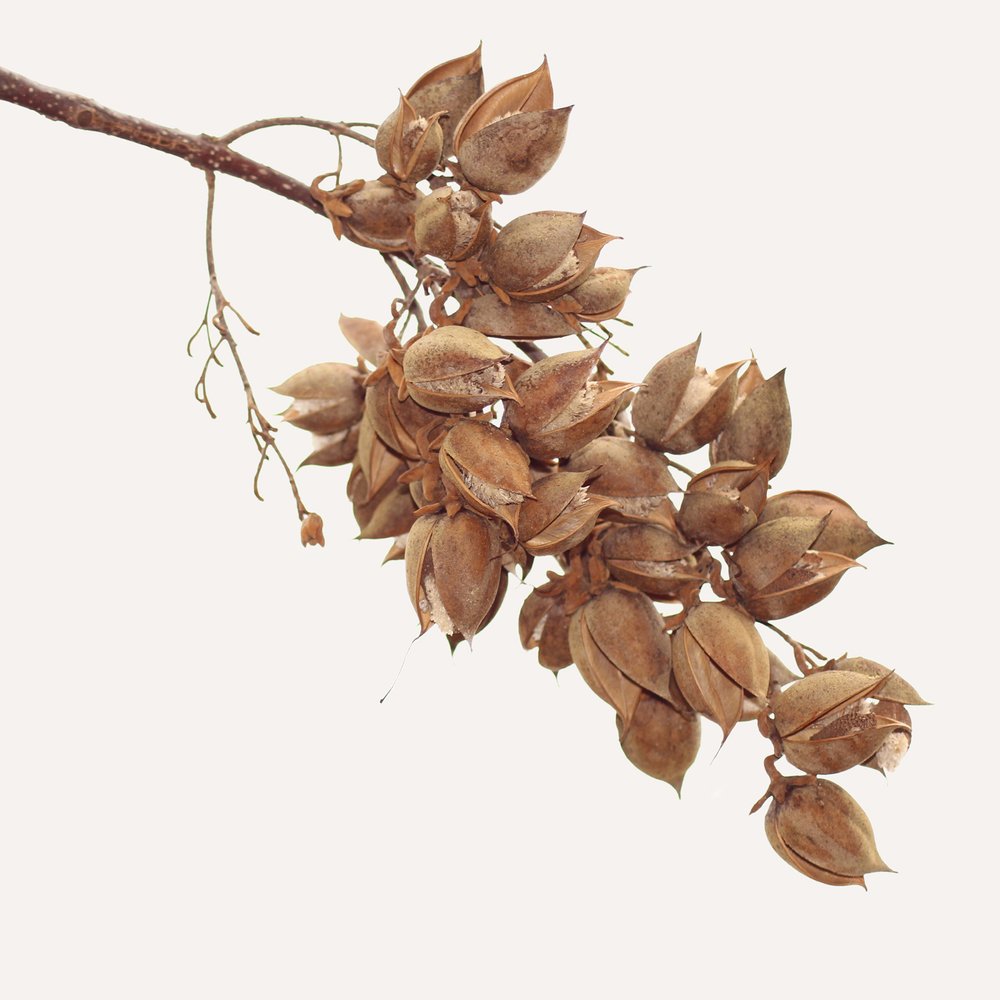 Dedalera Roja (Paulownia)