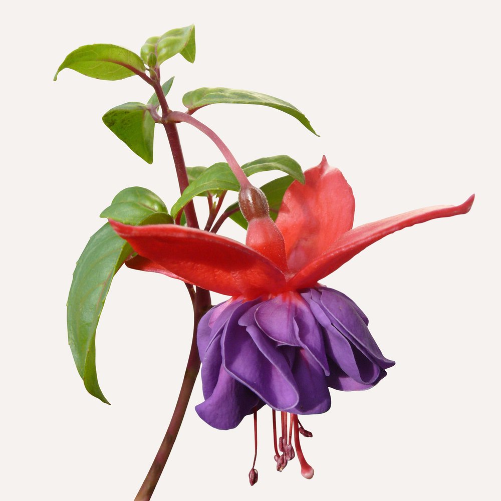 Fuchsia