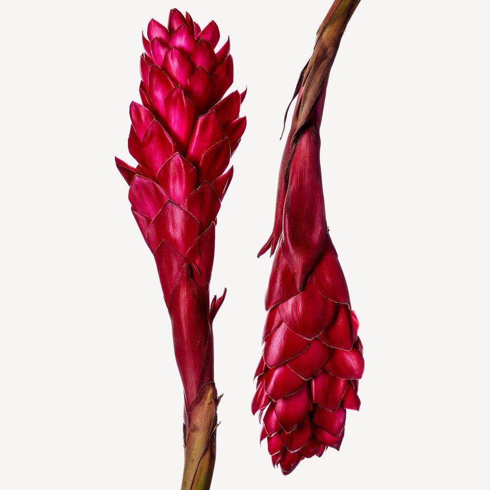 Flor de jengibre