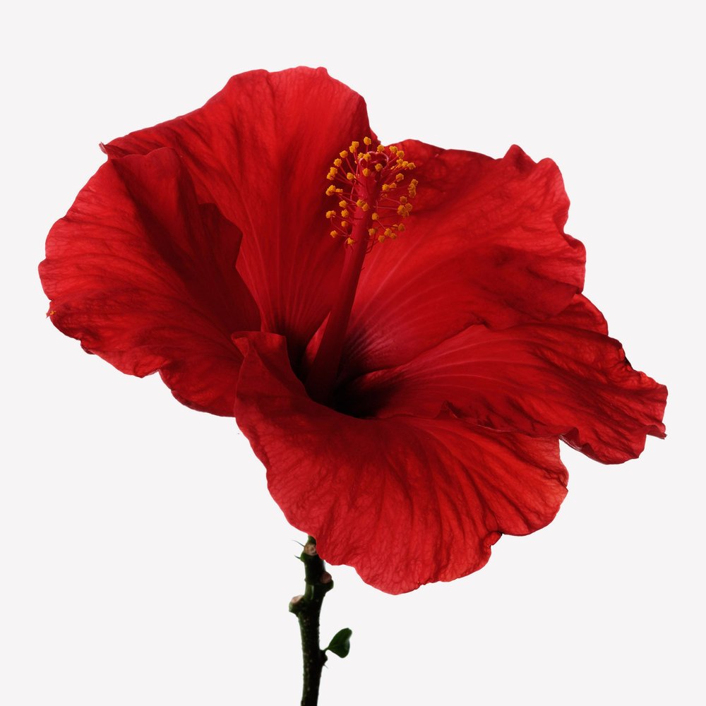 Hibisco