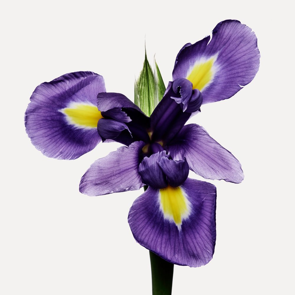 Iris (Marruecos)