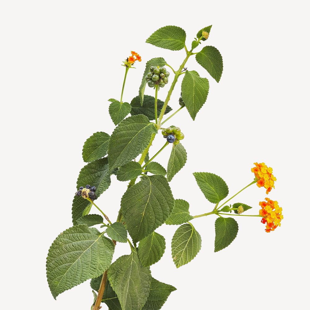 Hoja de Lantana