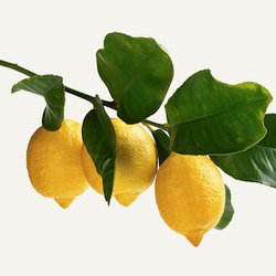 Limonero