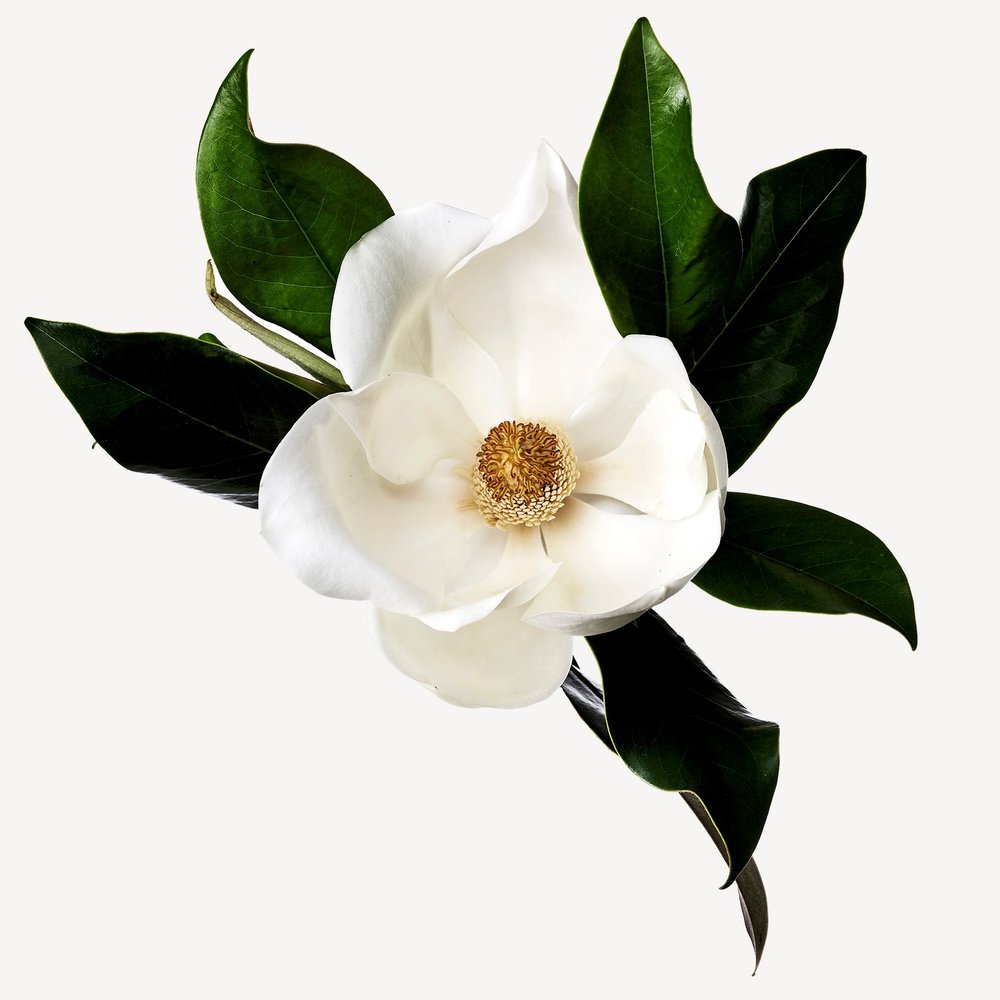 Magnolia (China)
