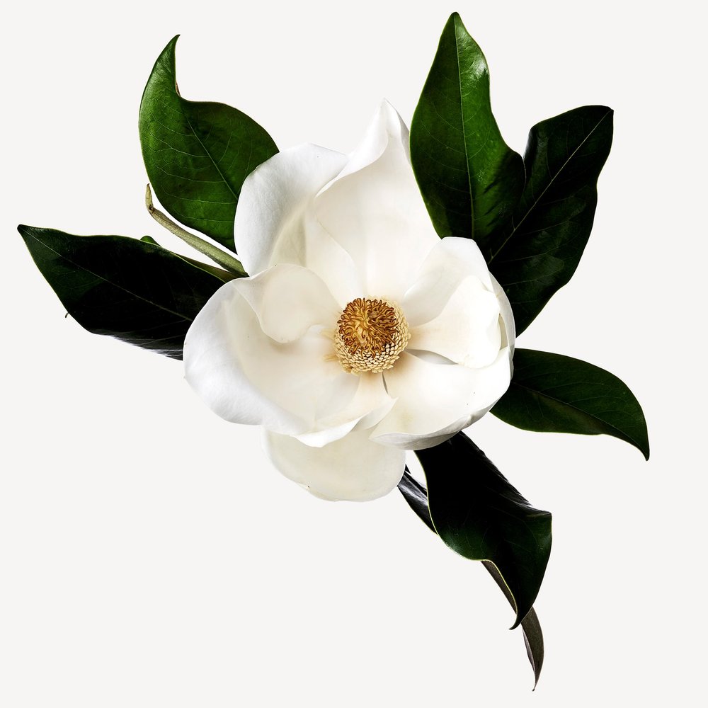 Hojas de Magnolia