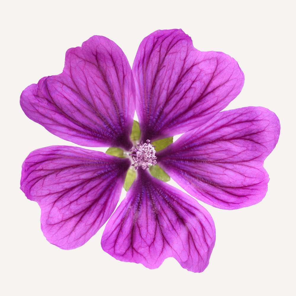 Malva