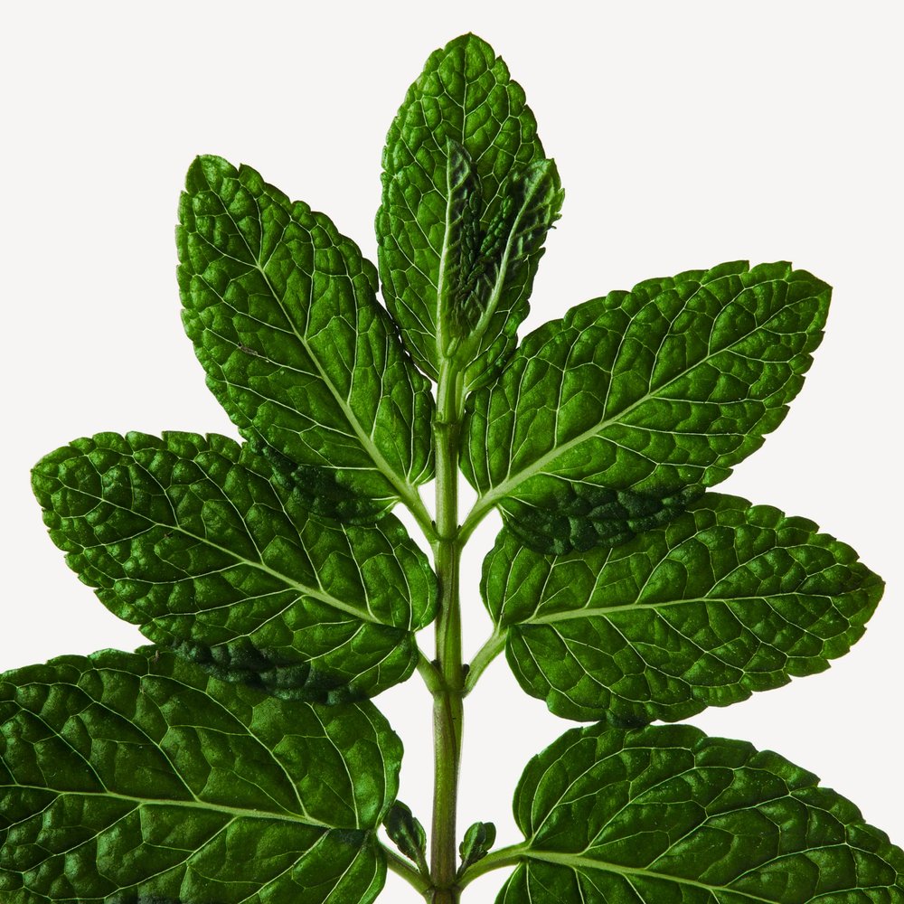 Menta