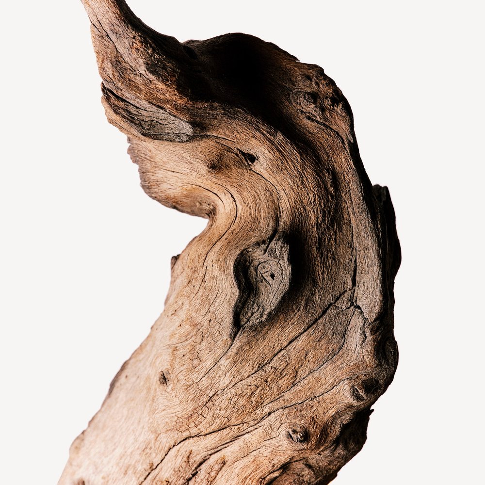 Olivo