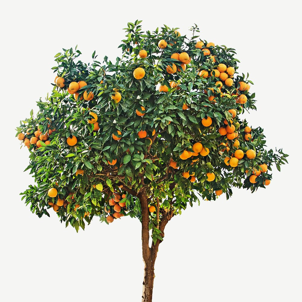 Naranjo
