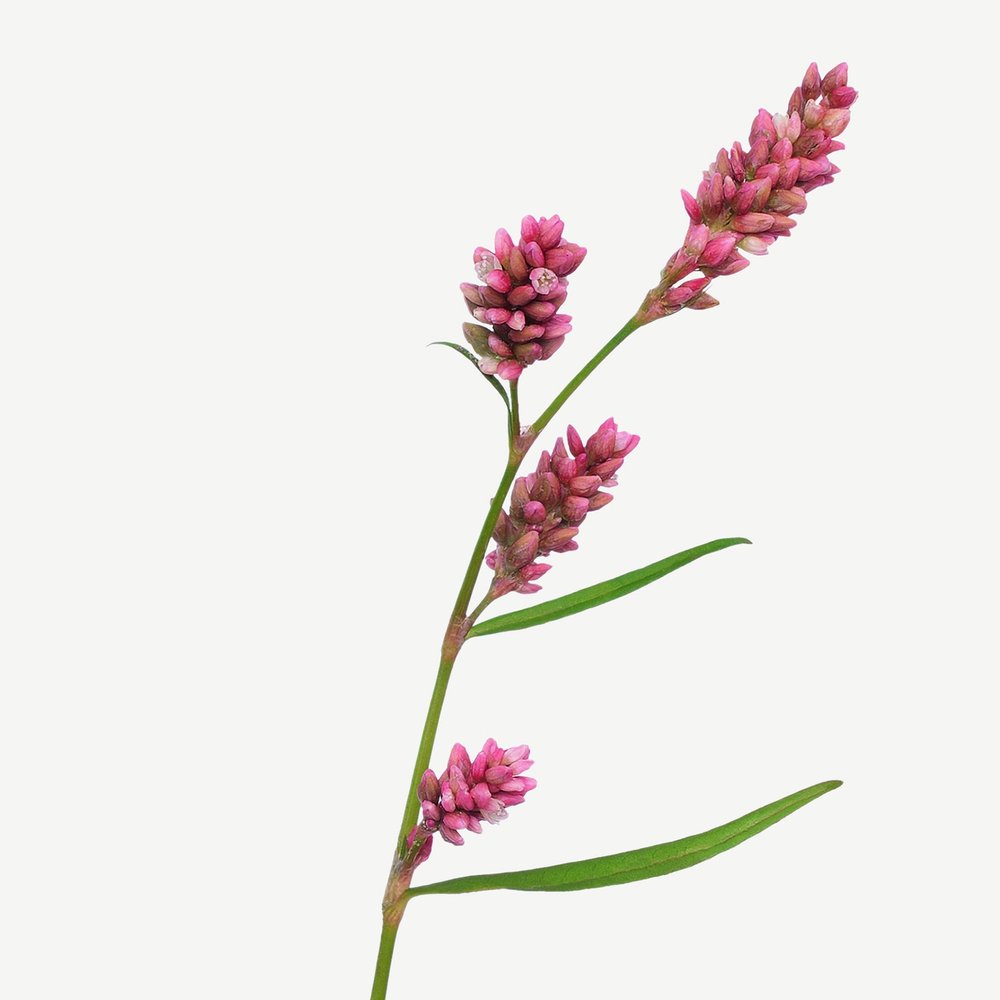 Polygonum