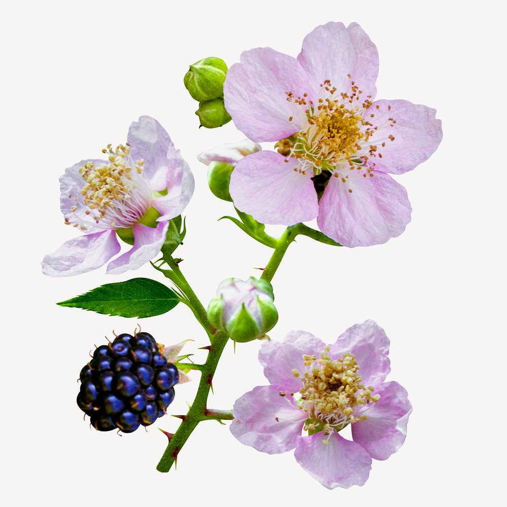 Flor de frambueso