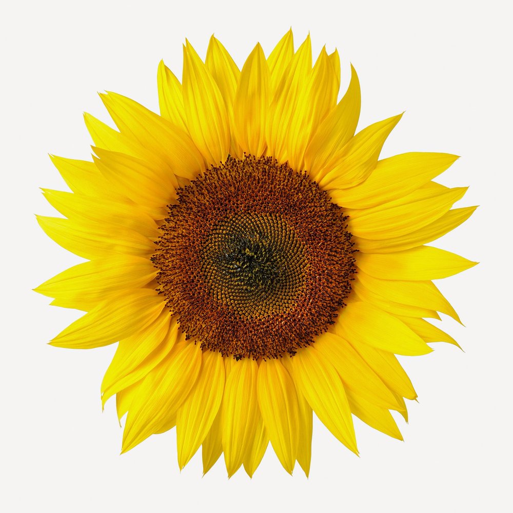 Girasol