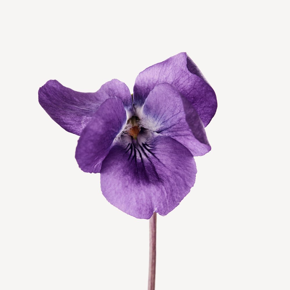 Violeta