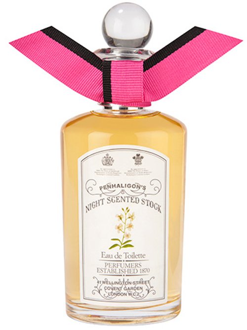 NIGHT SCENTED STOCK
